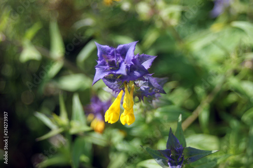 blue wildf lowers