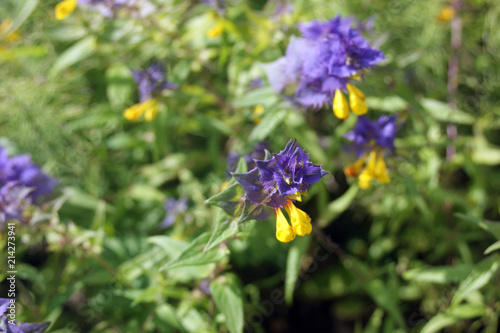 blue wildf lowers