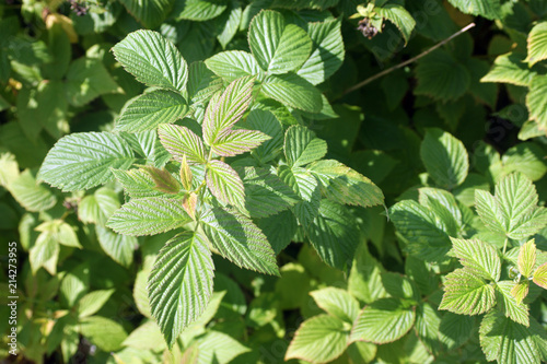 raspberry and Rowan leaves