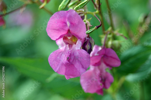 beautiful pink inflorescences