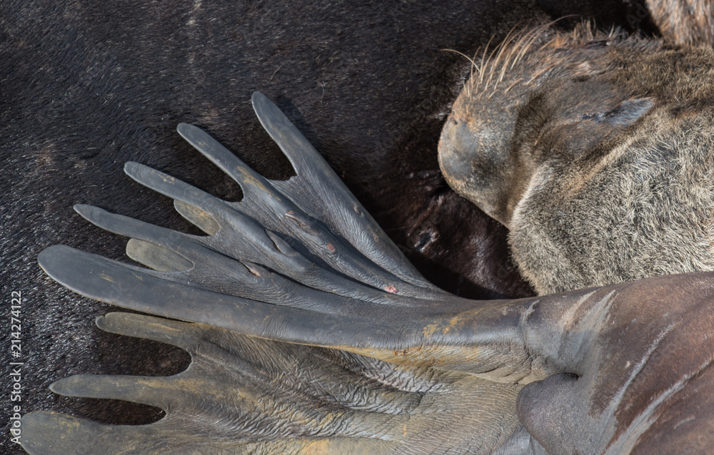 close-up of seal feet Photos | Adobe Stock
