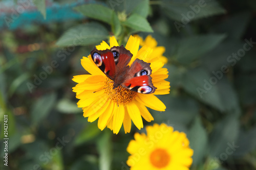 Beautiful butterfly on yellow chamomile © pavelkant
