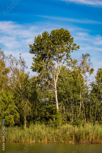 Deciduous trees on the shore in front of a blue sky