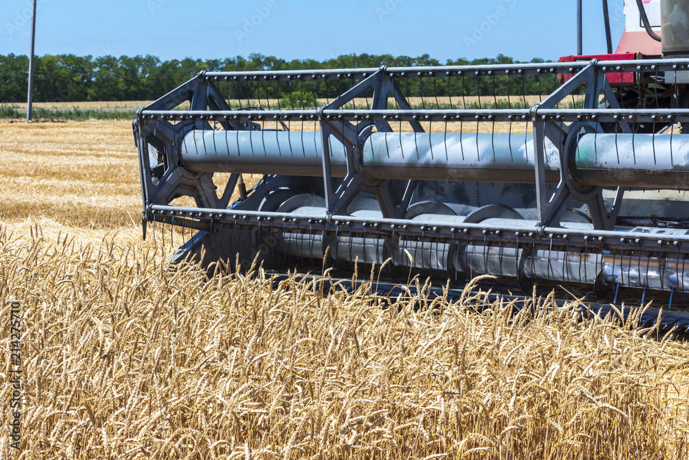 Fototapeta premium Harvester machine to harvest wheat field working. Combine harvester agriculture machine harvesting golden ripe wheat field. Agriculture