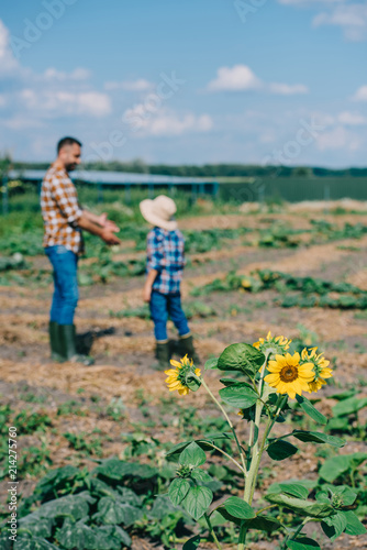 beautiful blooming sunflowers and father with son working on farm behind