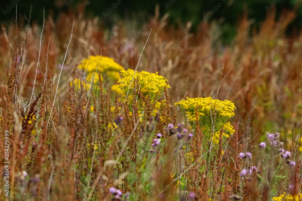 Obraz premium wild flowers