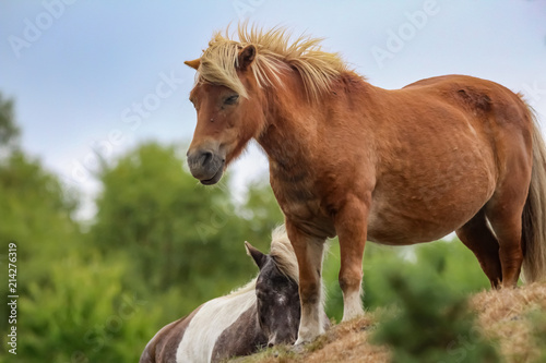 pony on a hill © carina
