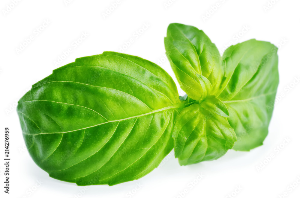 Fototapeta premium Fresh Basil leaf