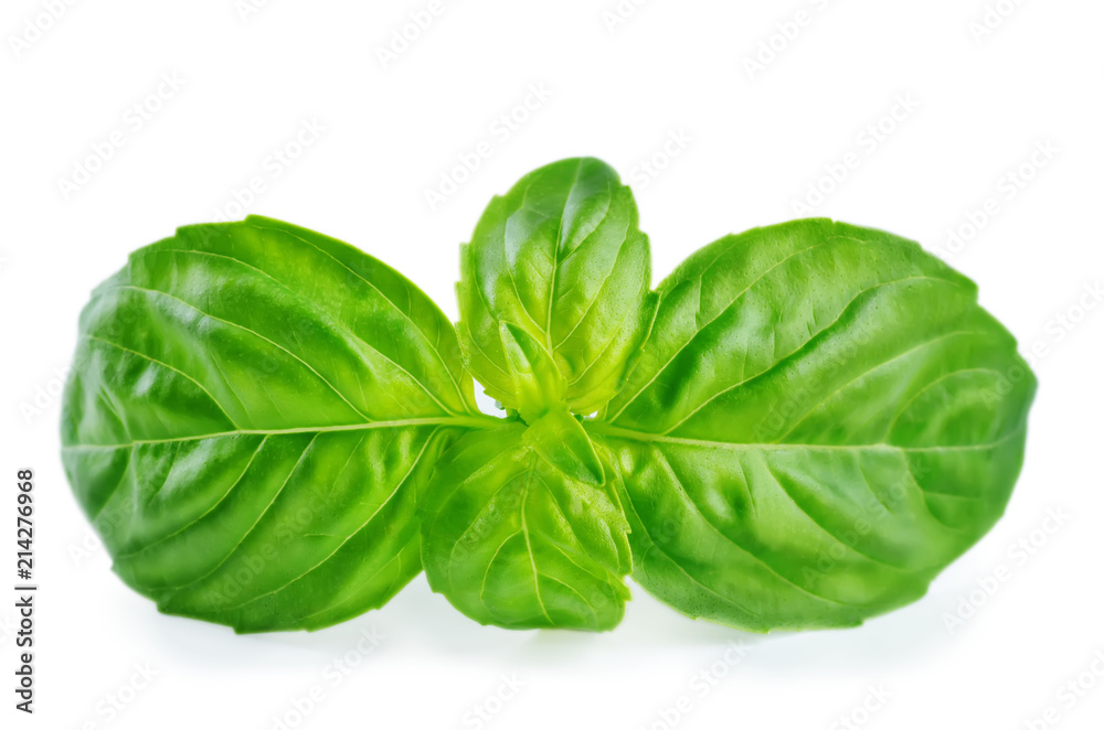 Fototapeta premium Fresh Basil leaf