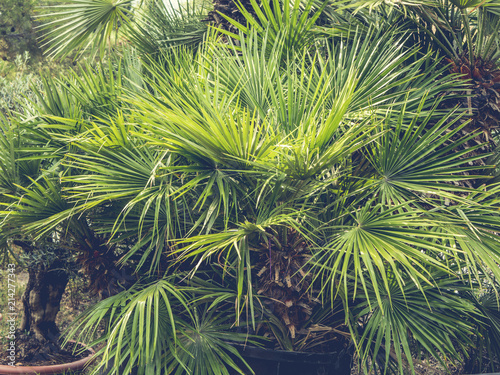 close up palm tree leafs toned summer sxotic concept