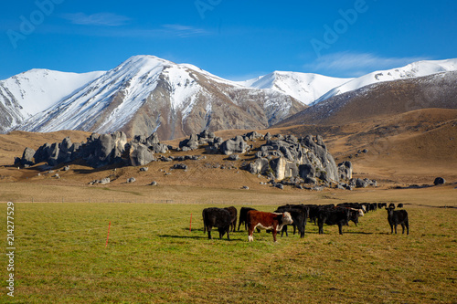 Cows in a winter feed paddock on a high country farm near castle rocks and snowy mountains