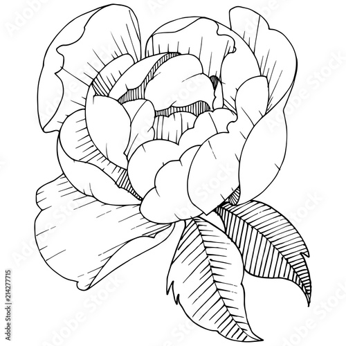 Peony flower in a vector style isolated. Vector flower for background, texture, wrapper pattern, frame or border.
