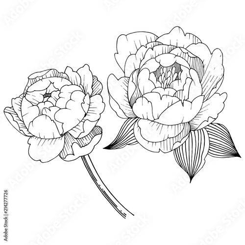 Peony flower in a vector style isolated. Vector flower for background, texture, wrapper pattern, frame or border.