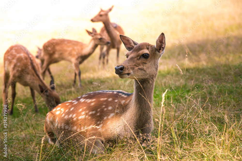 Deer fawn portrait forest park wild brown animals youngdeer Deer fawn portrait forest park wild brown animals youngdeer