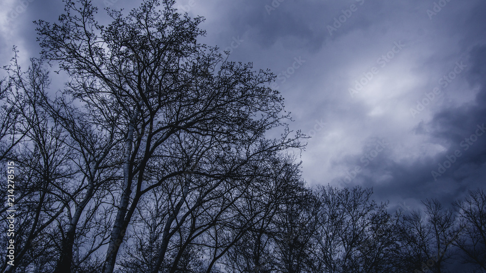 Down up view. Fantasy scene of dark forest and cloudy sky. Down up view. Fantasy scene of dark forest and cloudy sky.