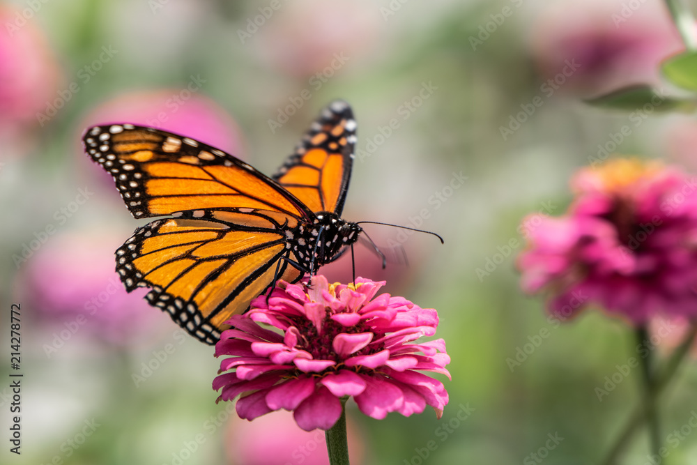 A monarch butterfly rests on top of a zinnia flower in a summer garden A monarch butterfly rests on top of a zinnia flower in a summer garden
