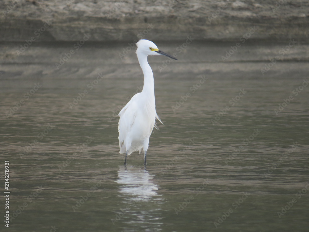 Garza solitaria en el agua Garza solitaria en el agua