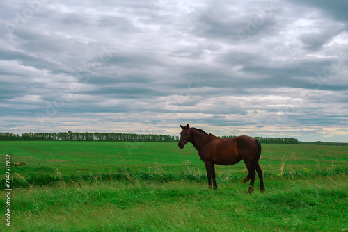 A dark brown horse stands on a green meadow © Руслан Галиуллин