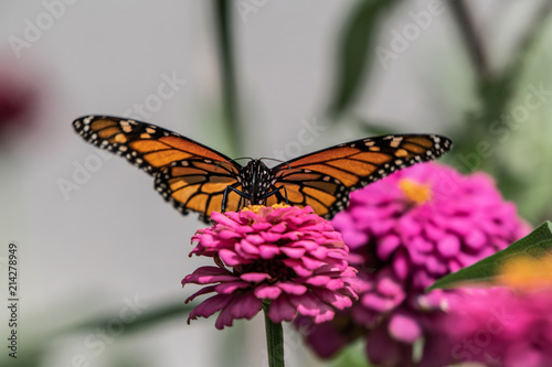 A monarch butterfly rests on top of a zinnia flower in a summer garden