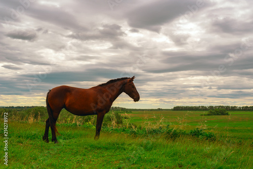 A dark brown horse stands on a green meadow © Руслан Галиуллин