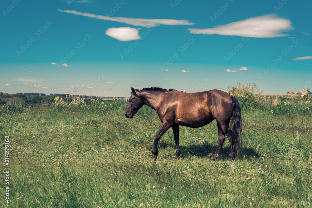 Pregnant brown horse walking on a green meadow Pregnant brown horse walking on a green meadow