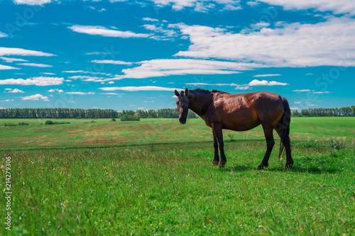 Young pregnant brown horse walks on a green meadow and chews fresh grass