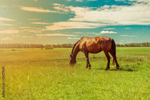 Pregnant brown horse grazing in field