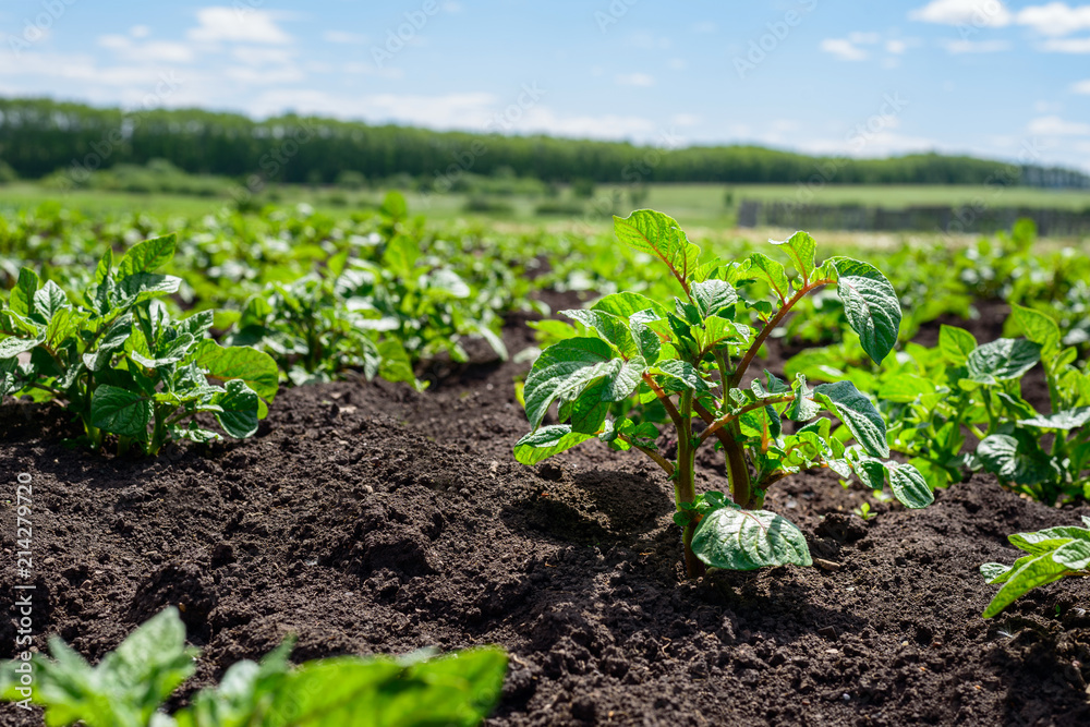 Plantation of young potato sprouts in a field with black soil Plantation of young potato sprouts in a field with black soil