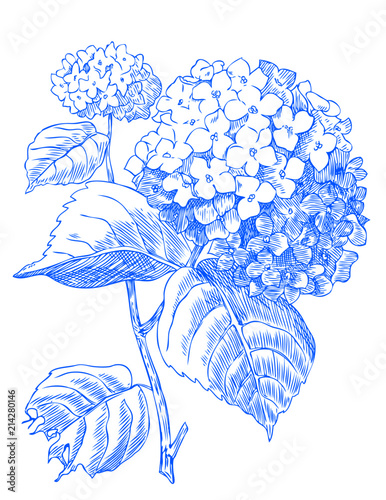 Blue Hydrangea 