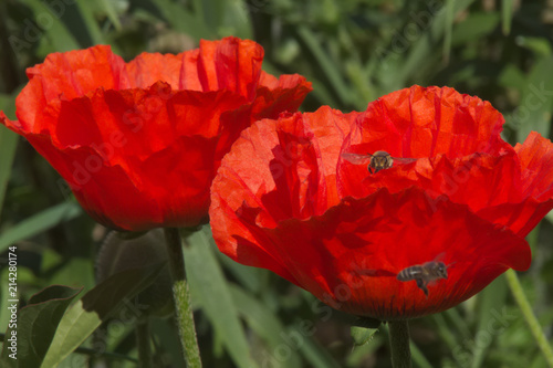 Two red poppy flowers with flying bees