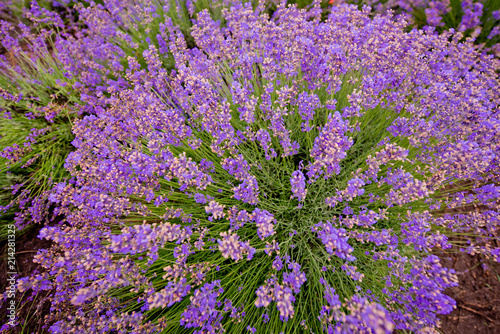 Fototapeta Naklejka Na Ścianę i Meble -  A bush of lavender close-up. Selective focus.