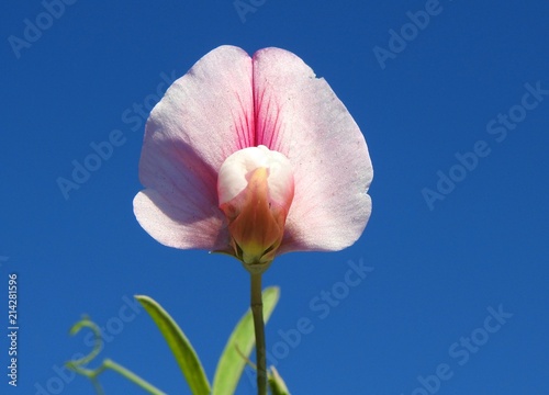 Tangier Pea (Lathyrus tingitanus)