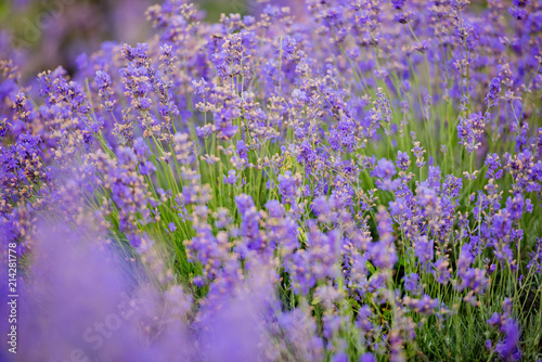 Fototapeta Naklejka Na Ścianę i Meble -  Soft focus flowers, beautiful lavender flowers blooming.