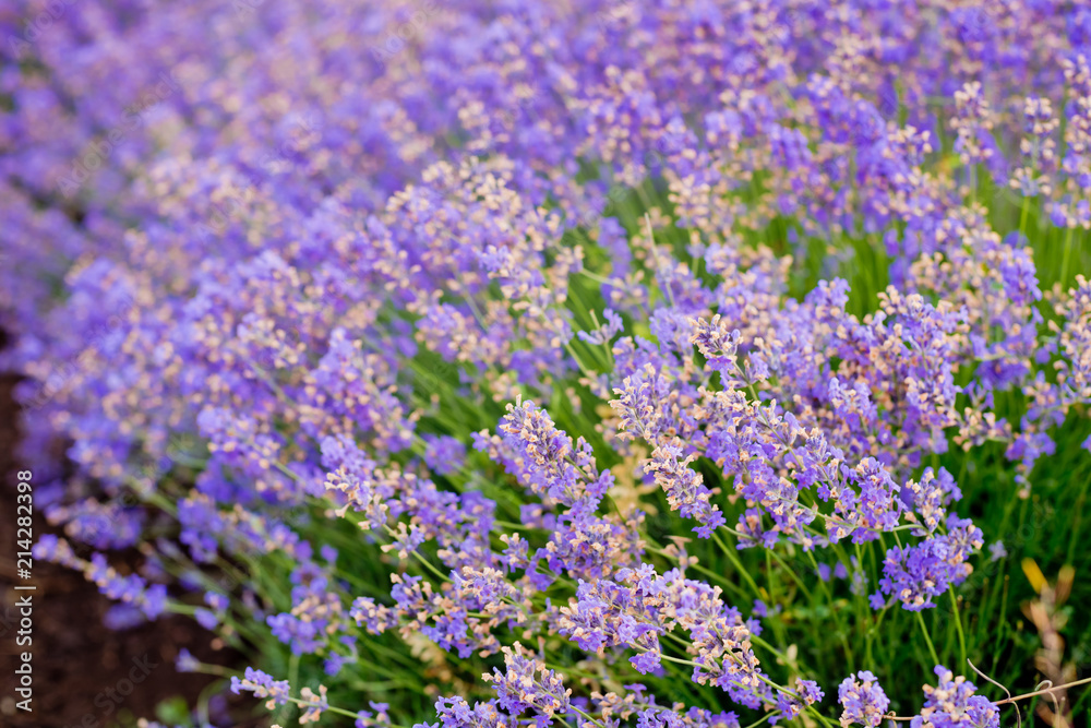 Obraz premium Soft focus flowers, beautiful lavender flowers blooming.