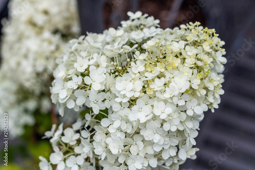 Fototapeta Naklejka Na Ścianę i Meble -  White flowers 