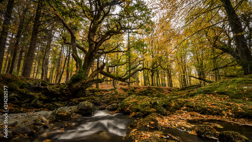 River Shimna in autumn fall. Tollymore Forest Park, Northern Ireland.