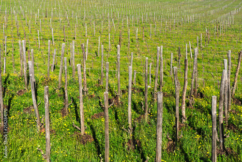 Rows of grape vines at vineyard in spring , Chianti, Tuscany, Italy