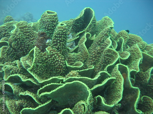 view of the coral and fish in the Red Sea