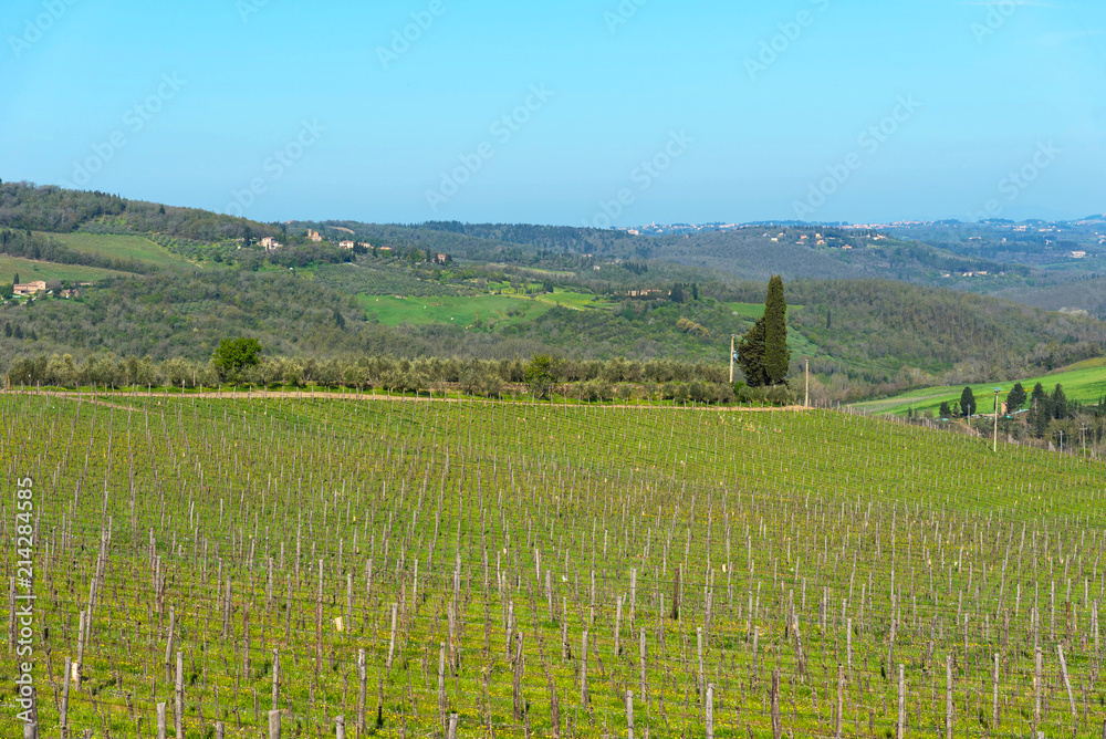 Panoramic view of countryside and vineyards in the Chianti region, Tuscany, Italy.