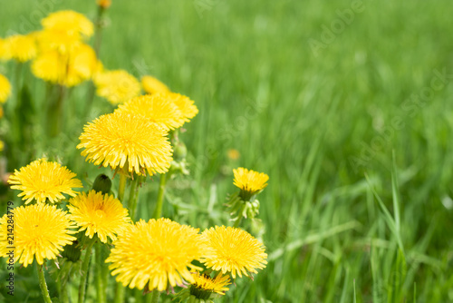 Abstract background with green grass and yellow dandelion flowers or Tussilago farfara