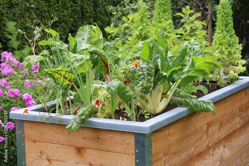 Obraz na płótnie Garden Season, Gartenzeit, Hochbeet mit Gemüsemischkultur, Mangold, Salat w salonie