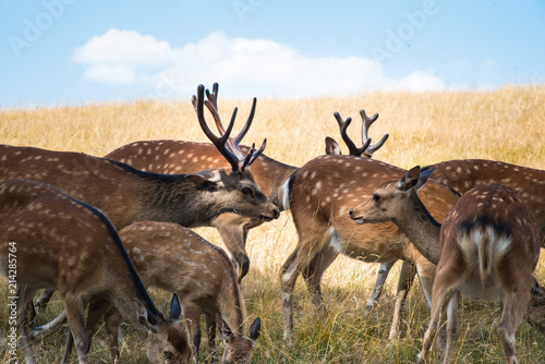 Deer fawn portrait forest park wild brown animals youngdeer photo