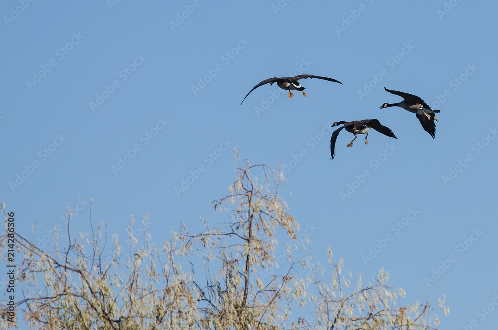 Three Canada Geese Landing in the Wetlands Three Canada Geese Landing in the Wetlands