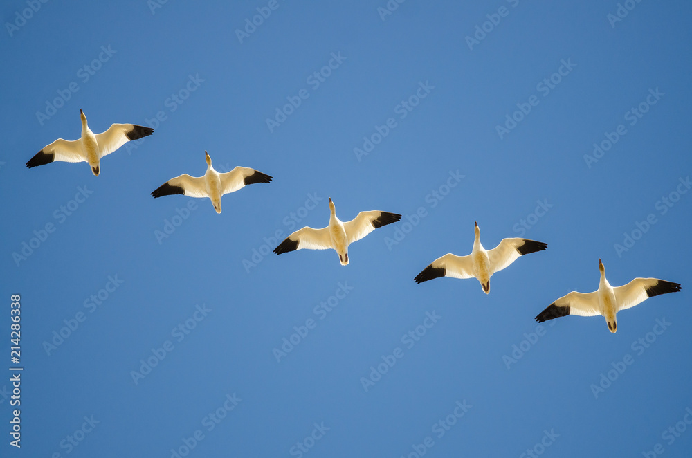 Obraz premium Small Flock of Snow Geese Flying in a Blue Sky