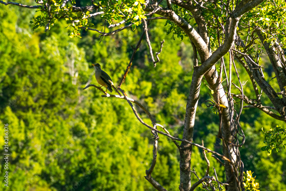 Fototapeta premium AVE EN ARBOL NATIVO BIRDWATCHING ZORZAL