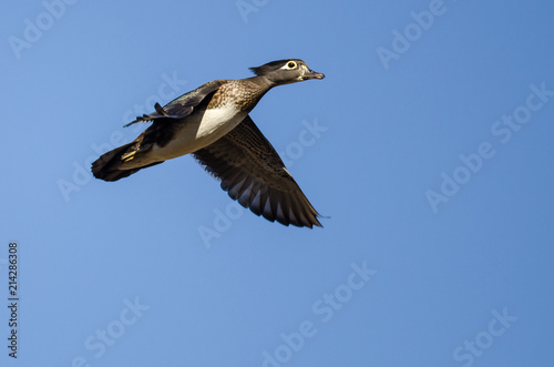 Female Wood Duck Flying in a Blue Sky