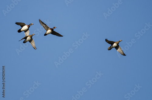 Flock of Wood Ducks Flying in a Blue Sky