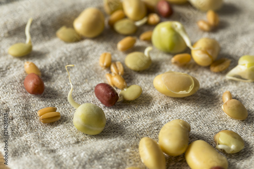 Assorted Raw Sprouted Beans Legumes
