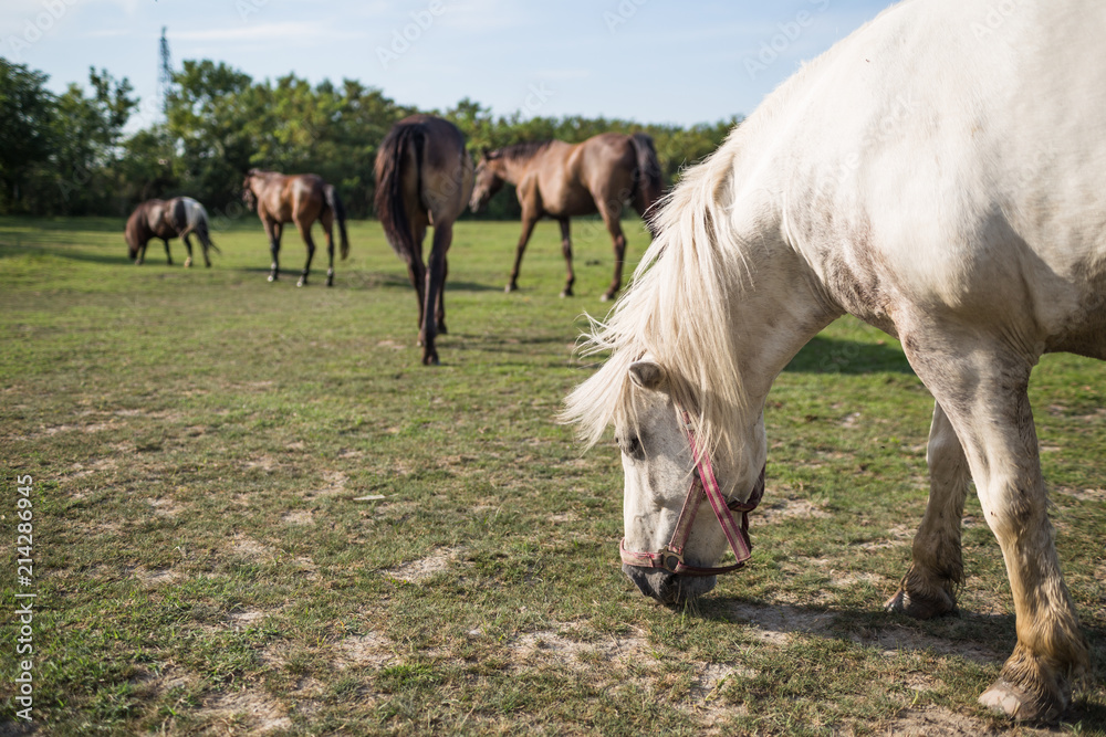 Horses grazing on the meadow at animal shelter. Horses grazing on the meadow at animal shelter.