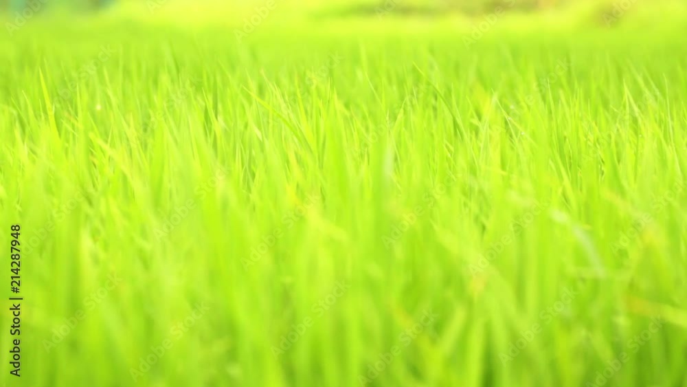 新緑の稲 新緑の稲